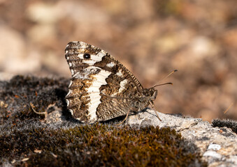 Detail of a great banded grayling  butterfly (Brintesia circe) perched on a stone in the field