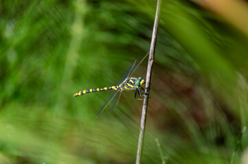 Tiger dragonfly (Cordulegaster boltonii) perched on a reed next to a mountain stream in Granada, Spain