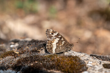 Detail of a great banded grayling  butterfly (Brintesia circe) perched on a stone in the field