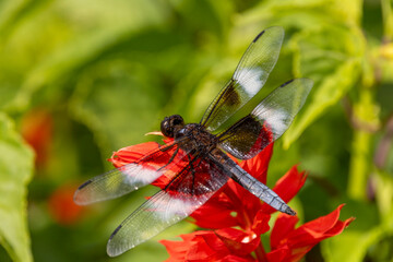 Male Widow Skimmer (Libellula luctuosa) on Red Flower