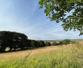 Fototapeta na wymiar Country landscape, with sloping fields, old trees, and distant hills near, Mill Croft Lane, Delph, UK