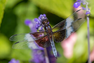 Male Widow Skimmer (Libellula luctuosa) on Blue Flower