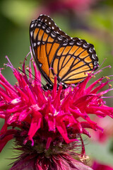 Fototapeta na wymiar Viceroy Butterfly on Bee Bahm Flower