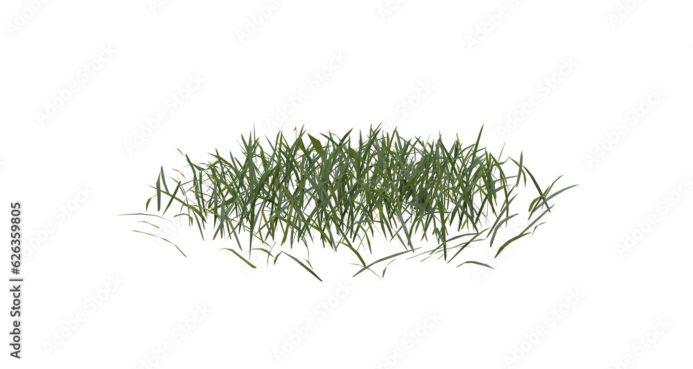 Poster bunches of grass on a transparent background. 3d rendering.