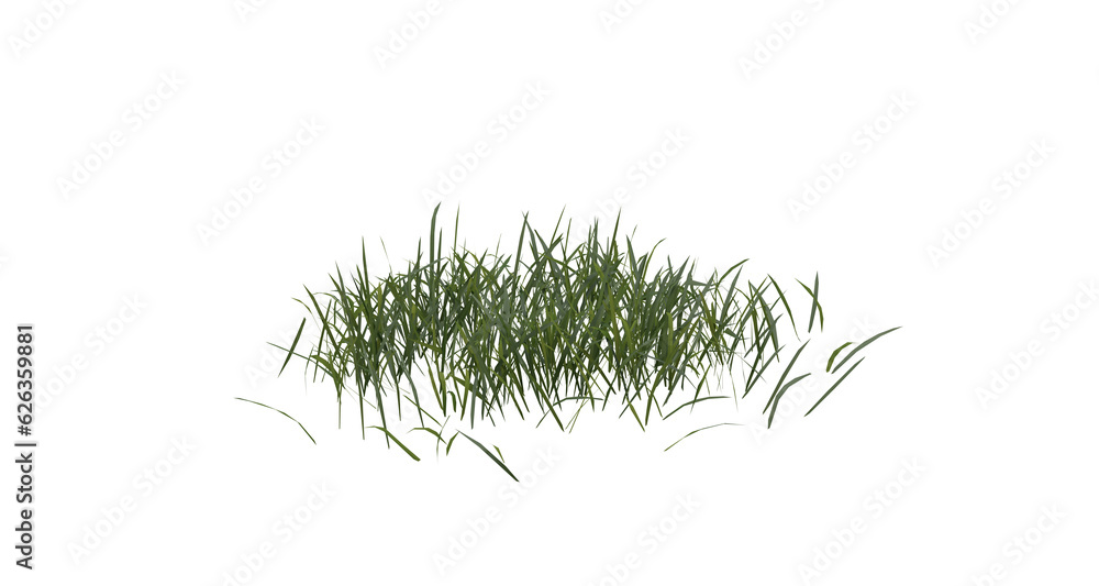 Poster bunches of grass on a transparent background. 3d rendering.