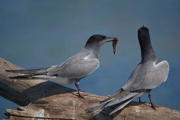 Black tern (Chlidonias nigra) sitting on a perch feeding a female fish.