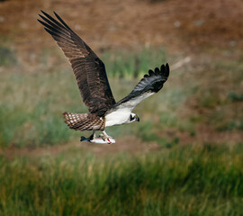 Osprey Dogtown Lake