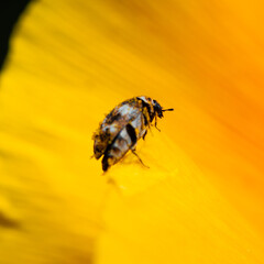 Extreme close up of a varied carpet beetle on a California poppy flower.