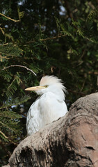 Egret