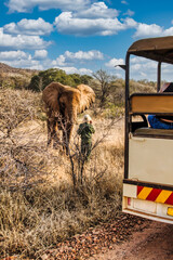 tourists in a 4x4 safari watching an african elephant