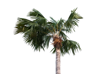 palm tree on transparent background