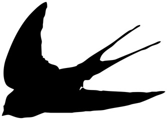 Hirondelle hirondo rustica et hirondelle de fenêtre en plein vol dans le ciel, vecteur noir fond transparent © Thierry