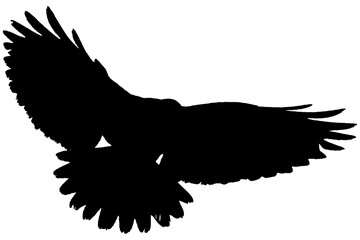 Oiseau en vol avec les ailes ouvertes, noir fond transparent