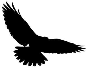 oiseau en vol ailes ouvertes, vecteur noir 