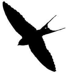 Hirondelle hirondo rustica et hirondelle de fenêtre en plein vol dans le ciel, vecteur noir fond transparent © Thierry