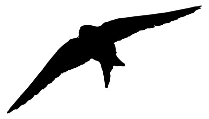 Hirondelle hirondo rustica et hirondelle de fenêtre en plein vol dans le ciel, vecteur noir fond transparent © Thierry