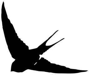 Hirondelle hirondo rustica et hirondelle de fenêtre en plein vol dans le ciel, vecteur noir fond transparent © Thierry