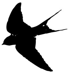 Hirondelle hirondo rustica et hirondelle de fenêtre en plein vol dans le ciel, vecteur noir fond transparent