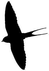 Hirondelle hirondo rustica et hirondelle de fenêtre en plein vol dans le ciel, vecteur noir fond transparent © Thierry