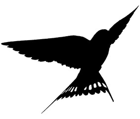 Hirondelle hirondo rustica et hirondelle de fenêtre en plein vol dans le ciel, vecteur noir fond transparent © Thierry