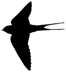 Hirondelle hirondo rustica et hirondelle de fenêtre en plein vol dans le ciel, vecteur noir fond transparent