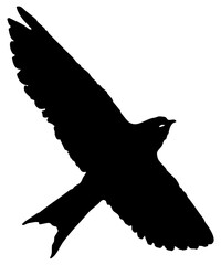 Hirondelle hirondo rustica et hirondelle de fenêtre en plein vol dans le ciel, vecteur noir fond transparent © Thierry