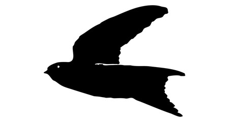 Hirondelle hirondo rustica et hirondelle de fenêtre en plein vol dans le ciel, vecteur noir fond transparent © Thierry