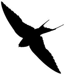 Hirondelle hirondo rustica et hirondelle de fenêtre en plein vol dans le ciel, vecteur noir fond transparent © Thierry