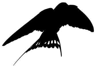 Hirondelle hirondo rustica et hirondelle de fenêtre en plein vol dans le ciel, vecteur noir fond transparent © Thierry