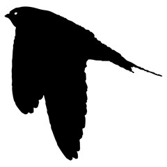 Hirondelle hirondo rustica et hirondelle de fenêtre en plein vol dans le ciel, vecteur noir fond transparent © Thierry