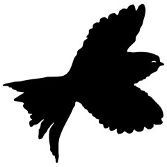 Hirondelle hirondo rustica et hirondelle de fenêtre en plein vol dans le ciel, vecteur noir fond transparent © Thierry