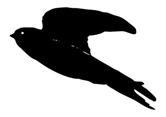 Hirondelle hirondo rustica et hirondelle de fenêtre en plein vol dans le ciel, vecteur noir fond transparent © Thierry