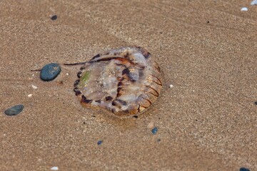 jellyfish on the beach in Llandudno