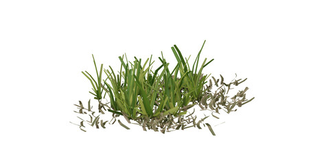 Bunches of grass on a transparent background. 3D rendering.