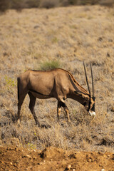 Gazelle/Impala in Tsavo National Park, Kenya
