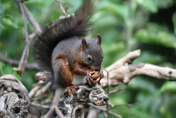 Eichhörnchen auf Wurzel