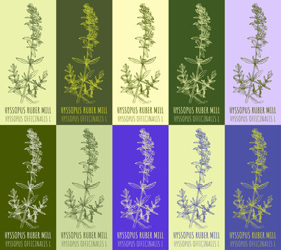 Set of vector drawing HYSSOPUS RUBER in various colors. Drawn illustration. The Latin name is HYSSOPUS OFFICINALIS L