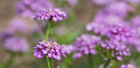 Obraz premium Beautiful close-up of iberis umbellata