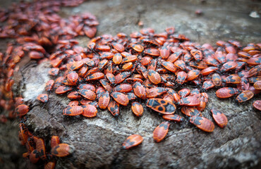 Spring day in the forest, on a large stump of a sawn tree, there is a huge flock of red wingless bugs.