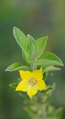 Beautiful close-up of a lysimachia punctata flower