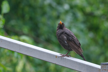 Funny blackbird sits on a metal support. Wild bird in an urban setting
