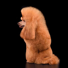 Show class apricot toy poodle