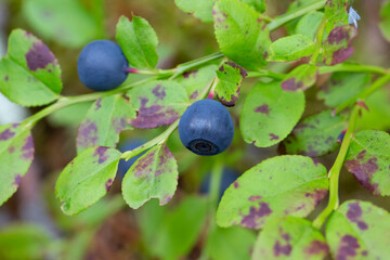 Blueberry berry.Blueberry fruits in the forest. Picking blueberries in the summer in the forest.