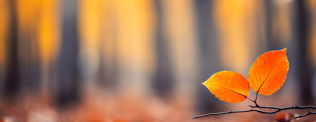 Season of beautiful autumn leaves. Autumn leaves on the sun. Fall blurred background. wide...