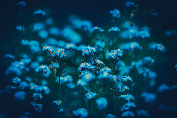 Fototapeta na wymiar A multitude of beautiful blue forget-me-not flowers blooming on a meadow on a summer evening at twilight. Natural beauty. Tranquility of nature and treasuring moments of beauty. Spring and bloom.