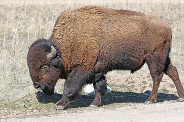 Fototapeta premium Bison on Antelope Island, Utah, in winter 