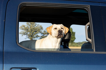 A white Labrador retriever looking out of the back seat window of a blue pickup truck with trees in the background.