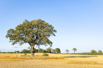 A large white oak tree in a harvested wheat field on a clear, sunny day.