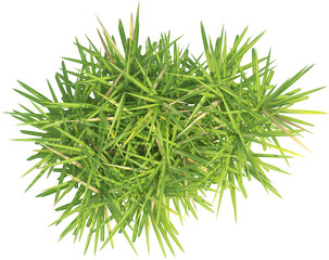 Top view of wild pampas grass