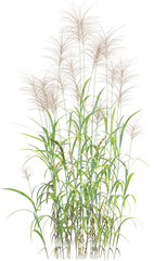 Side view of wild pampas grass